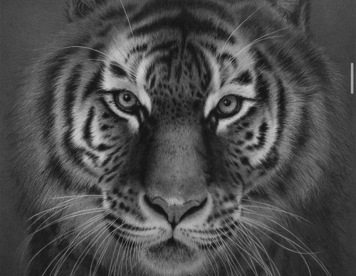 Gallery Of Realistic Painting By Emma Towers Evans - Brazil