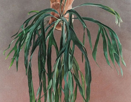 Gallery Of Visual Art By Carlo Batistella - Brazil