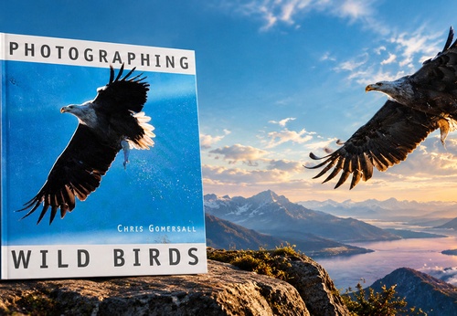 Fotografando Aves Selvagens — Chris Gomersall