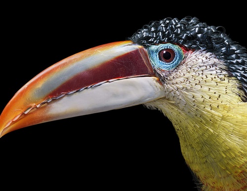 Gallery Of Creative Photography Of Animals By Tim Flach - Uk