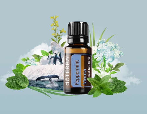 guillermo flores pacheco