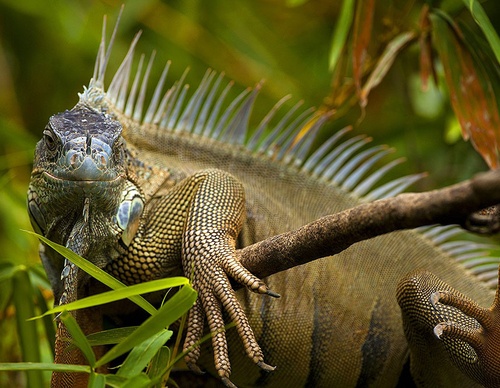 costa rica jim zuckerman