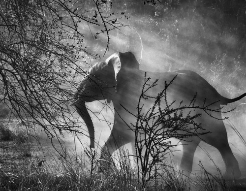 Galería de fotografía de Sebastião Salgado - Brasil