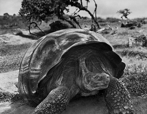 Galeria de Fotografia de Sebastião Salgado-Brasil