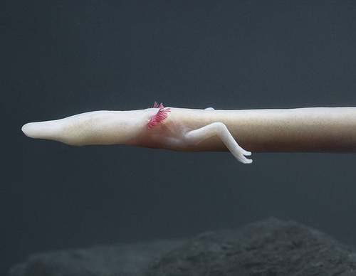 Gallery Of Creative Photography Of Animals By Tim Flach - Uk