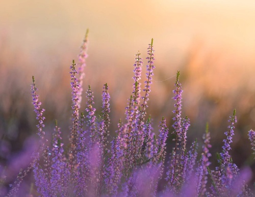 Gallery Of Photography By Albert Dros - Netherland