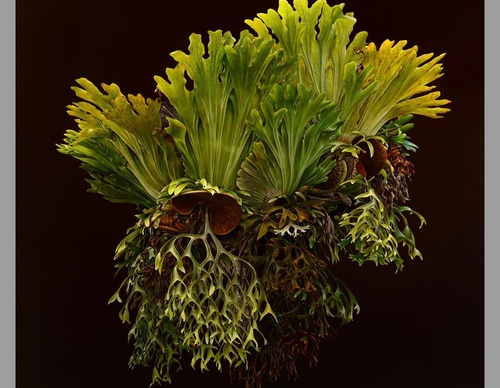 Gallery Of Visual Art By Carlo Batistella - Brazil