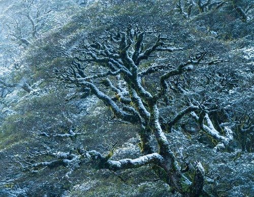 Galeria de fotografias de William Patino - Nova Zelândia
