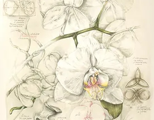 Gallery of Drawing by GiacoMina Ferrillo-Italy