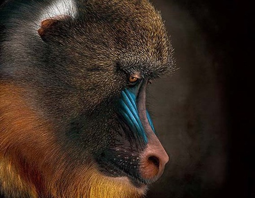 Galería de pintura realista de Annie Drew - Reino Unido
