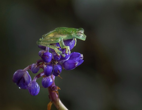 costa rica jim zuckerman
