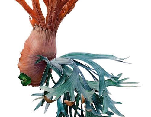 Gallery Of Visual Art By Carlo Batistella - Brazil