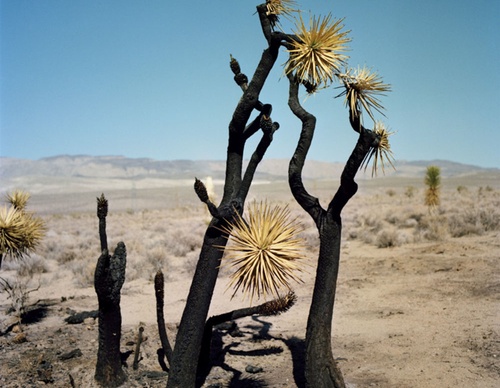 gregory halpern