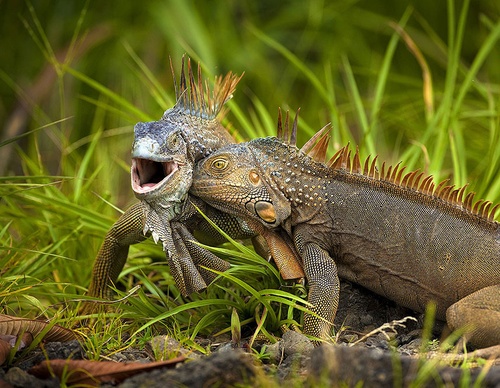 costa rica jim zuckerman