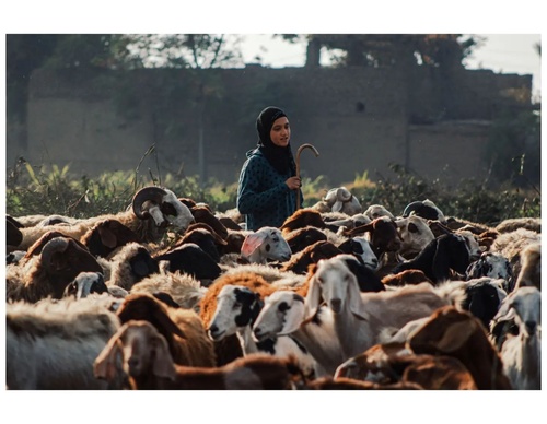 Gallery of photography by Ahmed Mansour - Egypt