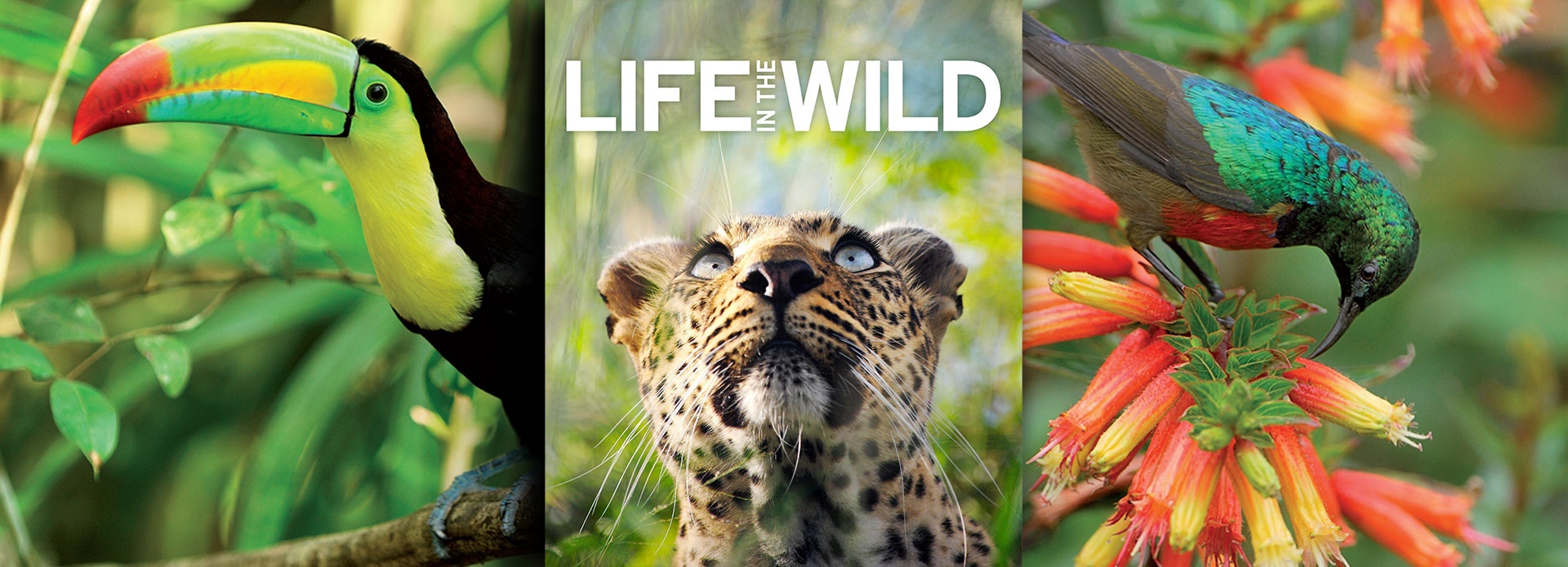 DK | LIFE IN THE WILD