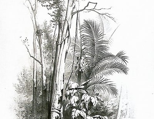 Galeria de Pintura de Agostinho José da Mota - Brasil