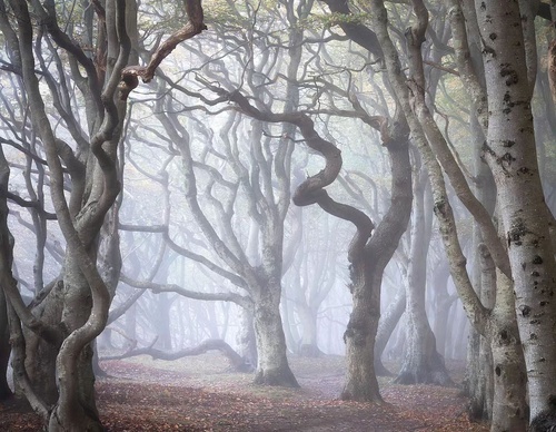 Gallery Of Photography By Mads Peter - Danish
