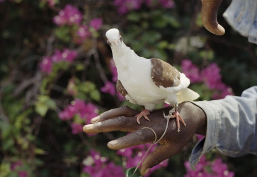 Galeria de Fotografia de Gregory Halpern – EUA