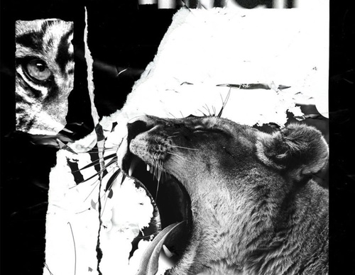 blank poster animal