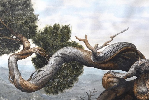 Galeria de Pintura de Marcelo Daldoce-Brasil