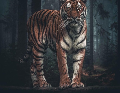 Galería de fotografías de Evgeny Gammer - Rusia