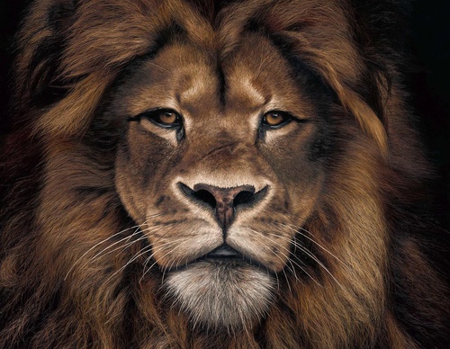 Galería de pintura realista de Annie Drew - Reino Unido