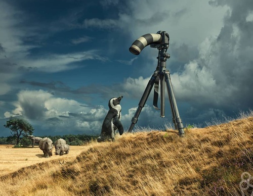 Galeria De Fotografia De Adrian Sommeling - Holanda