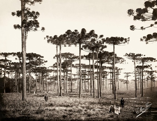 Gallery Of Photography By Marc Ferrez-Brazil