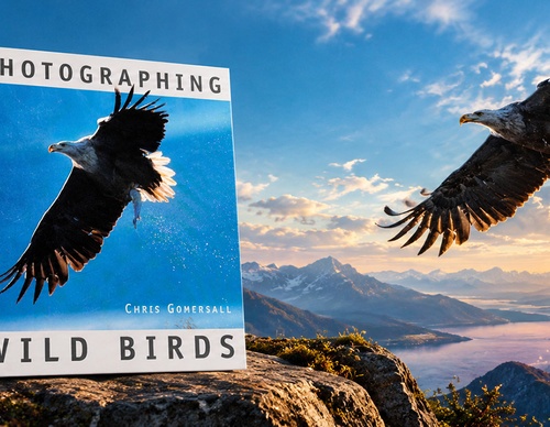 Fotografando Aves Selvagens — Chris Gomersall