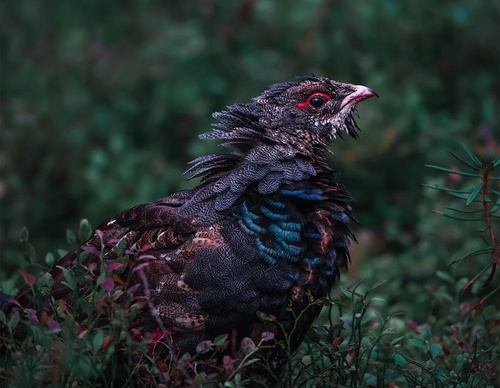 Gallery Of Photography By Elias Kalliola - USA