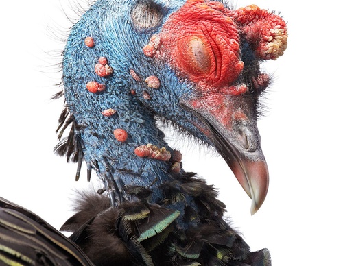 Gallery Of Creative Photography Of Animals By Tim Flach - Uk