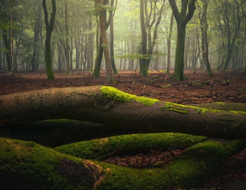 Gallery Of Photography By Albert Dros - Netherland