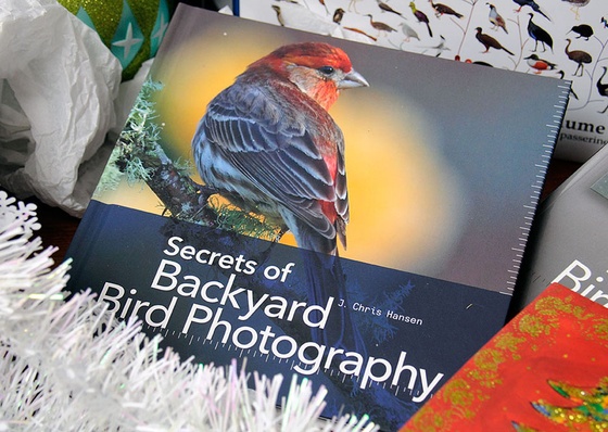 Secrets of Backyard Bird Photography