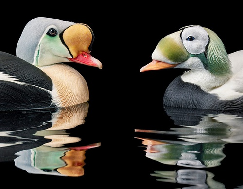 Gallery Of Creative Photography Of Animals By Tim Flach - Uk