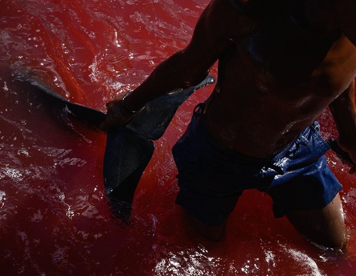 world press photo