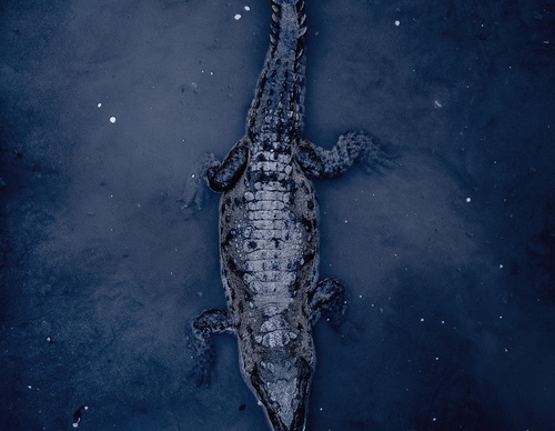 Gallery Of Photography By Chris Henry - USA