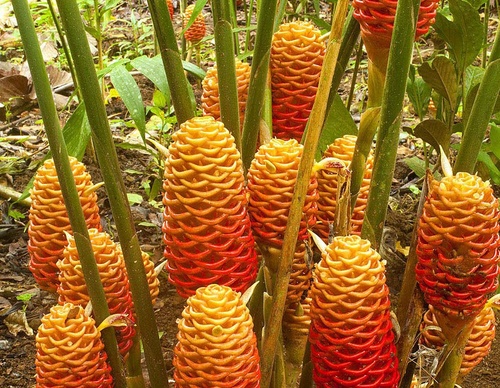 costa rica jim zuckerman