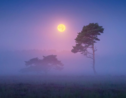 Gallery Of Photography By Albert Dros - Netherland