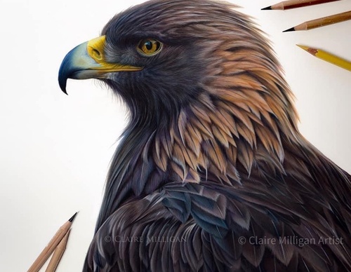 Gallery Of Realistic Painting By Claire Milligan - United Kingdom