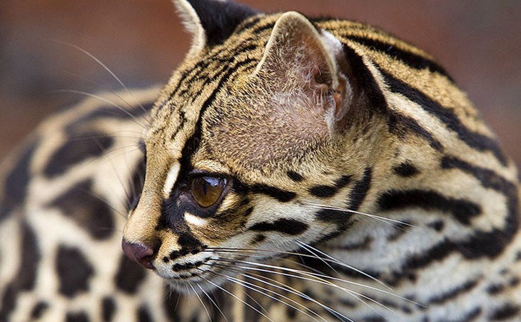 Costa Rica: A Tropical Paradise Through the Lens of Jim Zuckerman (USA)