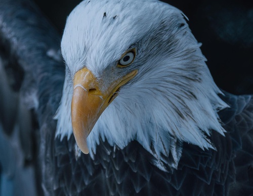 Gallery Of Photography By Chris Henry - USA