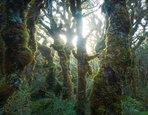 Galeria de fotografias de William Patino - Nova Zelândia