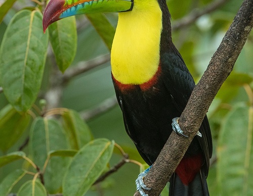 costa rica jim zuckerman