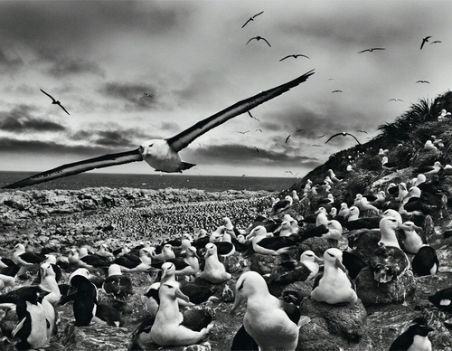 Galeria de Fotografia de Sebastião Salgado-Brasil