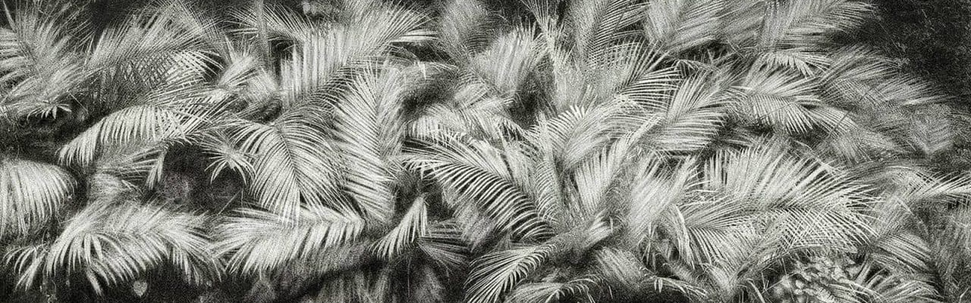 Gallery Of Photography By Cassio Vasconcellos - Brazil