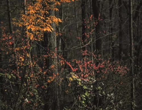 Galería Mario Cohen acoge exposición del fotógrafo Edo Costantini