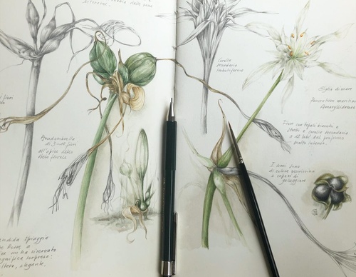 Gallery of Drawing by GiacoMina Ferrillo-Italy