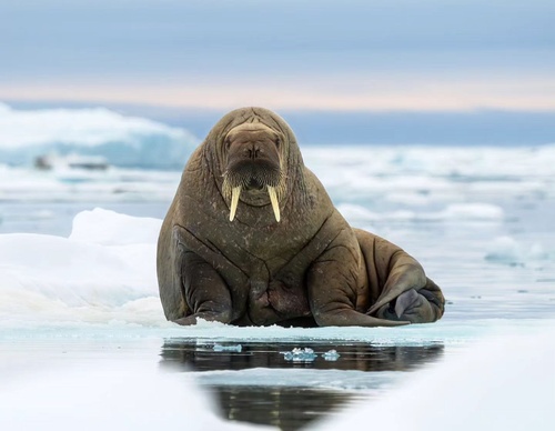 Gallery Of Photography By Mads Peter - Danish