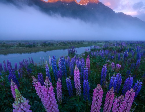Galeria de fotografias de William Patino - Nova Zelândia